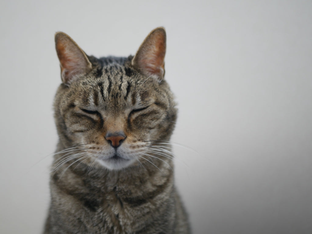 猫の結膜炎とは？症状や原因、予防法を解説