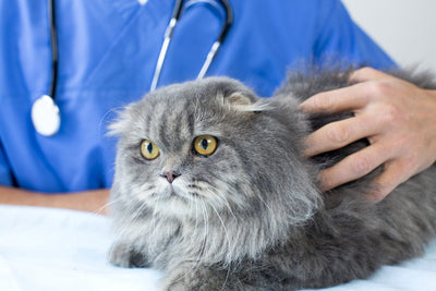 猫の健康診断（キャットドック）は何歳から？検査内容・費用・注意点などを解説
