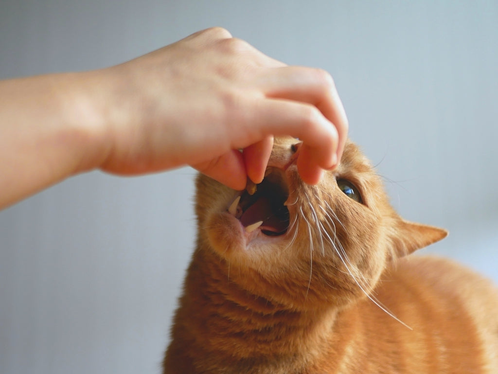 猫へのお薬の飲ませ方・嫌がるときのコツを詳しく解説