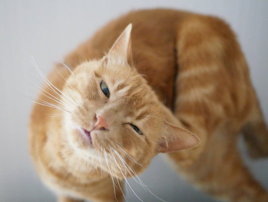 猫のノミ対処方法とは？防止・駆除方法やダニとの違いも解説