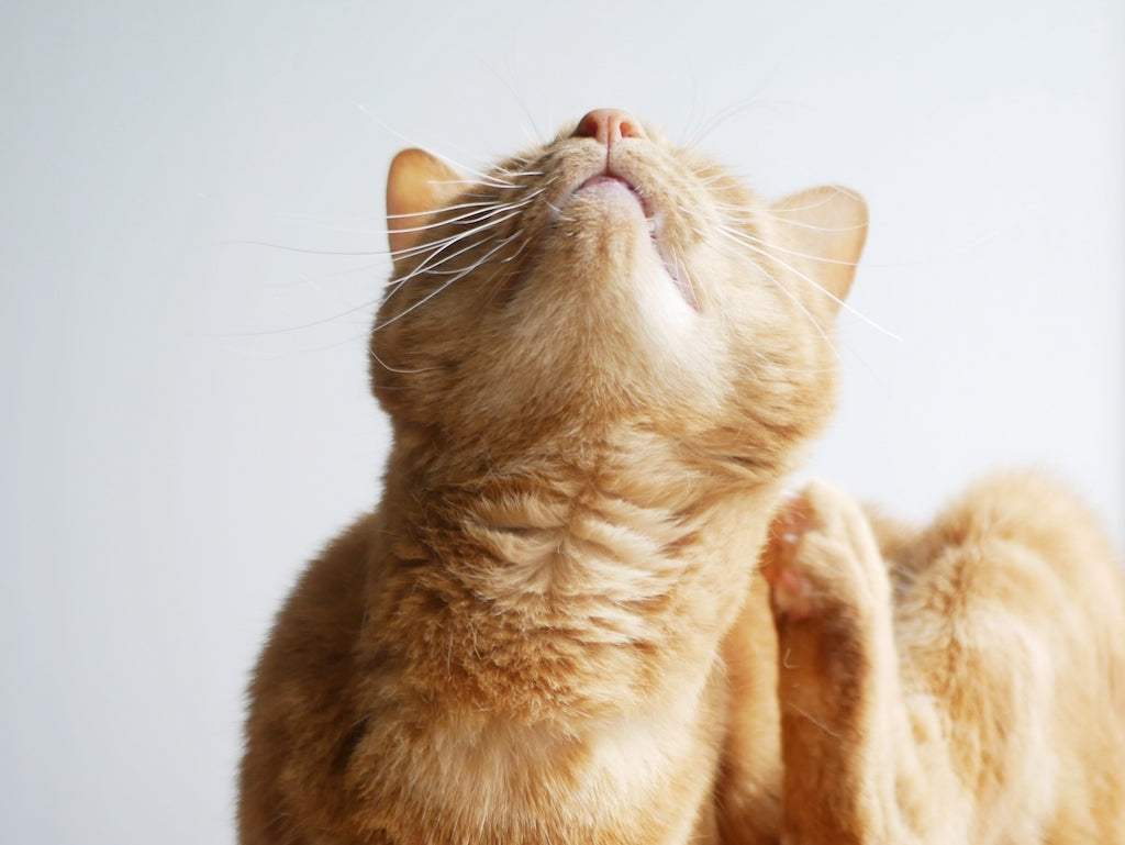 猫にもニキビができる？症状や予防について