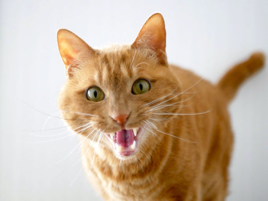 猫の多頭飼いの心得。先住猫のケアと猫同士の相性に注意！