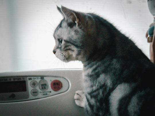 猫に暖房は必要なのか？エアコン設定温度や注意点を詳しく解説