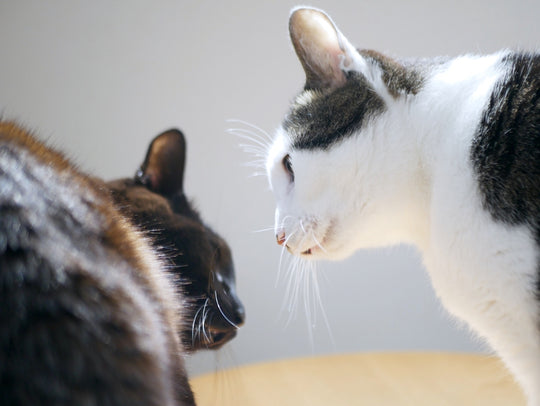 多頭飼いによる先住猫との喧嘩の原因とは？対処法を解説