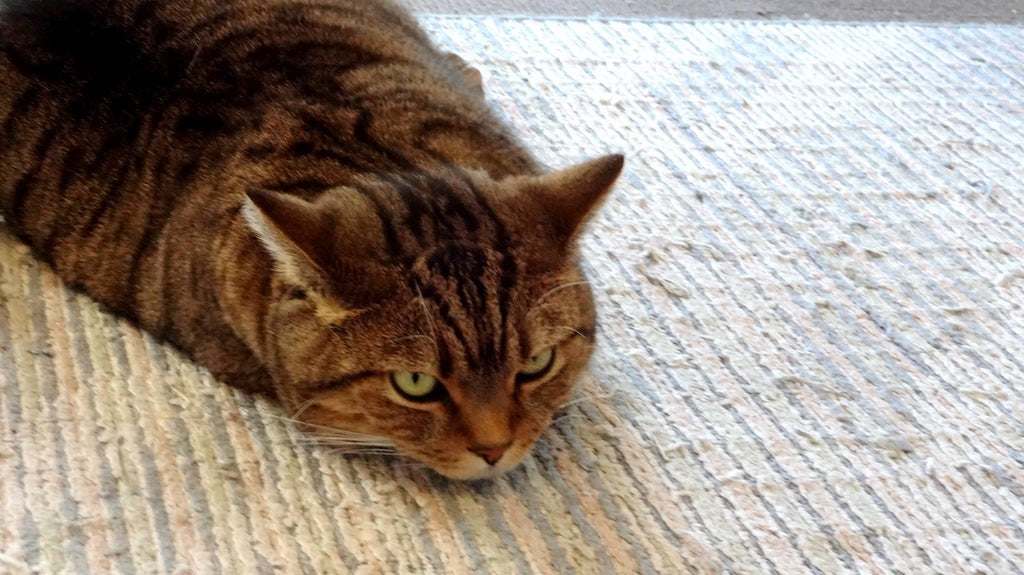 愛猫のおしっこの量が多い場合に考えられる原因や病気を解説