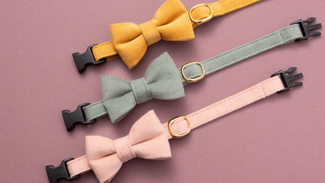 【新商品】フィット感＆肌触りアップ！猫首輪 コットンコーデュロイが新しくなりました！