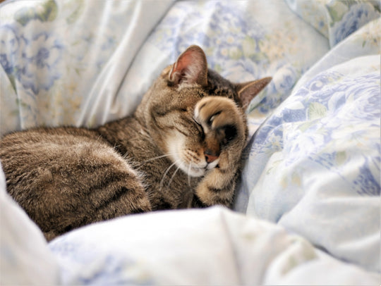 猫が寝てばかり。愛猫がよく寝る理由と適切な睡眠時間を解説