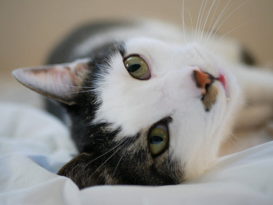 愛猫の「分離不安」とは？ 症状や原因を解説