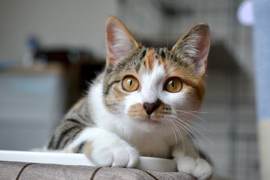 猫がきゅうりをみて驚く理由とは？なぜ逃げるのかを解説