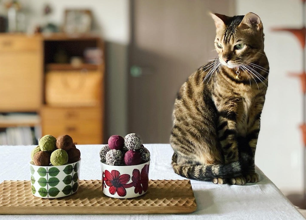 猫がチョコレートを食べてしまった！起こる症状やすぐ行うべき対処法を解説