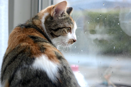 猫が雷でパニックに！雷を怖がる理由と対処法を解説