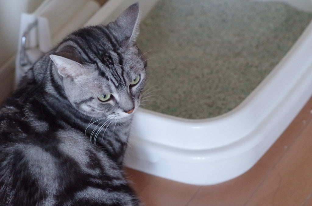 猫の下痢の原因と対処法を獣医師が詳しく解説