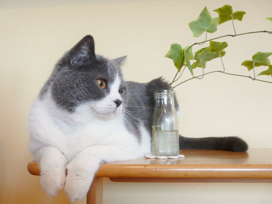 ブリティッシュ・ショートヘアの性格と特徴