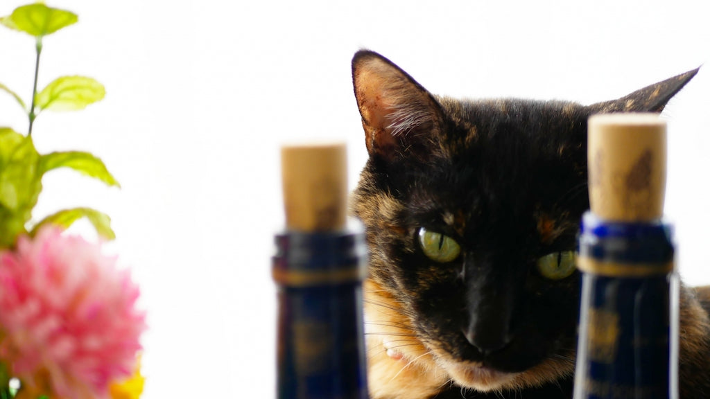 愛猫が人間の薬を誤飲したときの対処法を詳しく解説