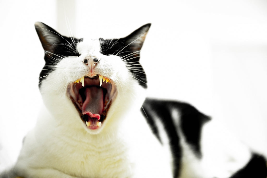 保護猫が夜泣きをする原因と対処法を獣医師が解説