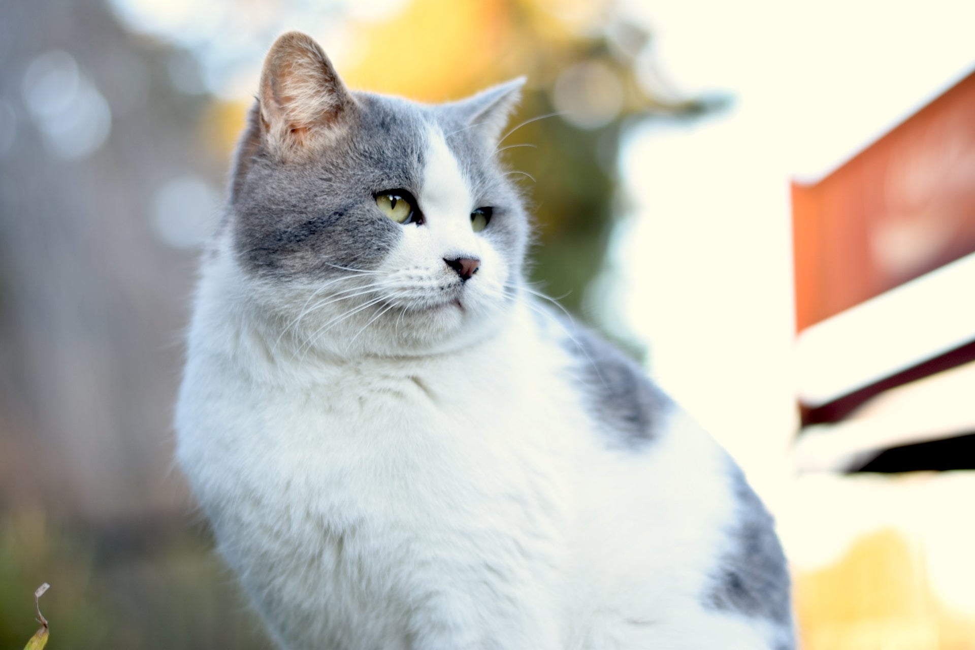 猫の車での移動はストレス？猫とドライブするときの注意点とは【猫の車の乗せ方】