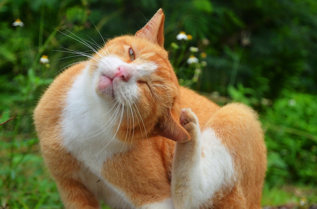 猫が身体を掻く理由とは？原因と対処法、予防方法を解説