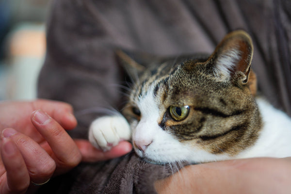 保護猫の里親の条件とは？飼育環境や費用など迎える準備を獣医師が解説