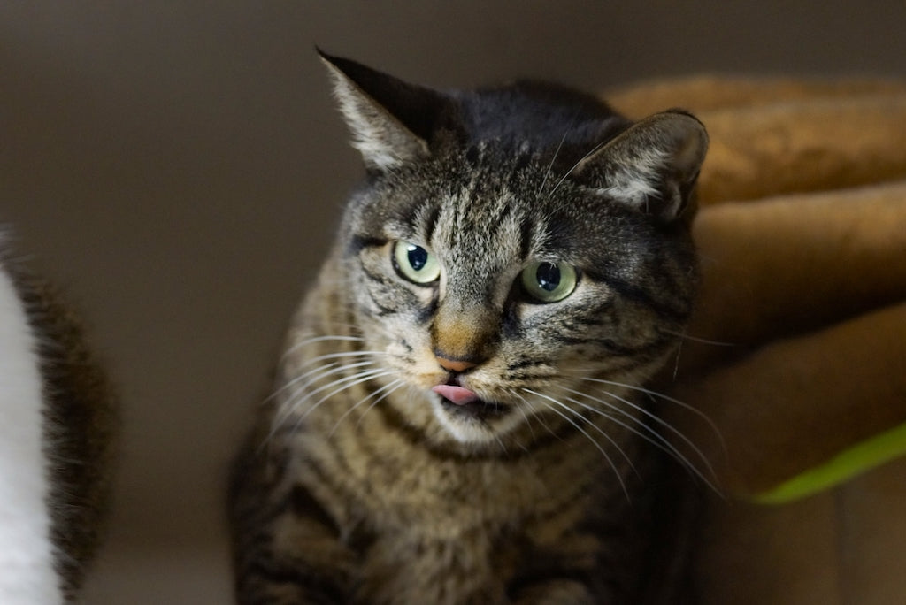 猫も食中毒になるの？症状や防ぎ方を解説