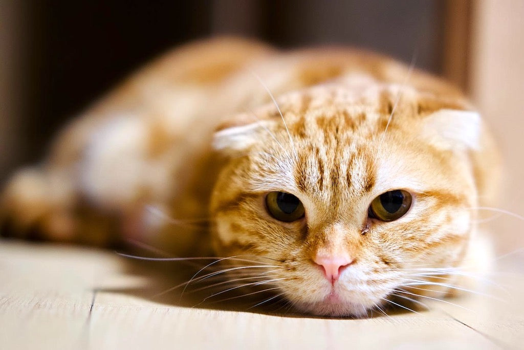 猫の口臭の原因とは？考えられる病気と対処法【腎臓病と口臭】