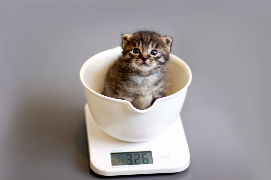 猫の体重の測り方・体重測定を嫌がるときの対処法を解説