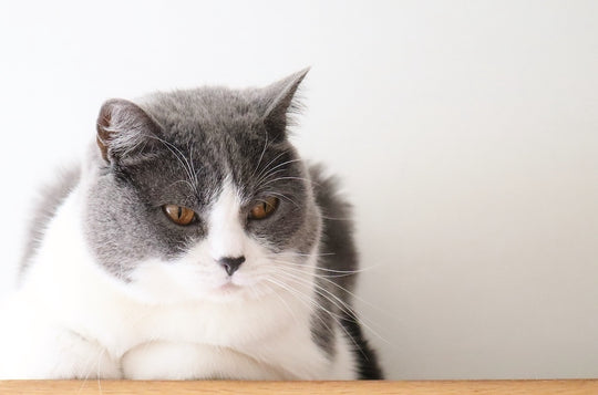 飼い主が絶対やるべき猫の脱走防止対策とは【脱走の原因になる家の中の危険なもの】