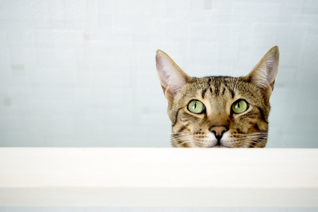 猫のワクチン接種はなぜ必要？種類や時期、費用を解説
