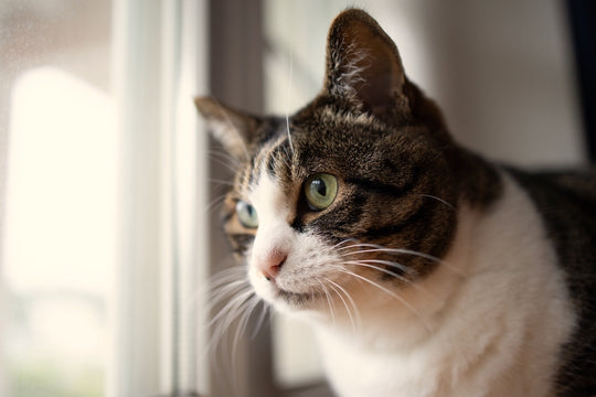 【保存版】愛猫が脱走した！迷子になったときの探し方と捕まえ方・脱走防止方法