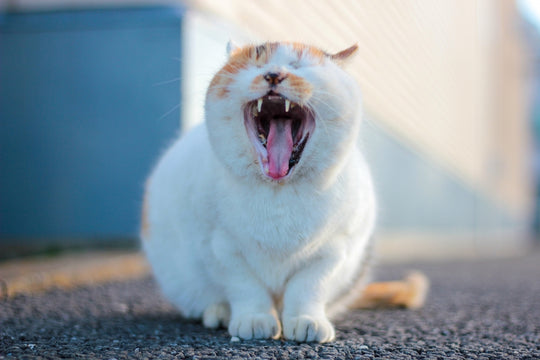 猫が脱走して迷子になったら飼い主はどうすれば良いのか