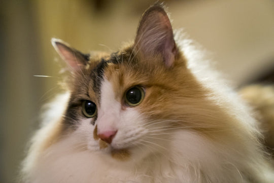 メス猫の避妊手術後のケア方法や注意することを解説