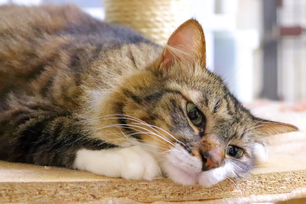 猫は脱水弱者。猫の脱水症状の見分け方と予防法
