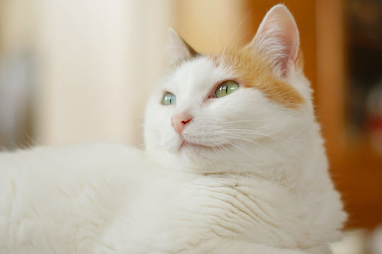【保存版】猫連れの避難で絶対知っておきたい！ペット防災持ち物チェックリストと注意することとは