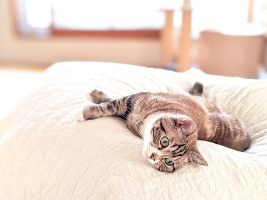 猫の通院や引越し時に便利なペットタクシーの使い方とは？【東葛ペットタクシー】