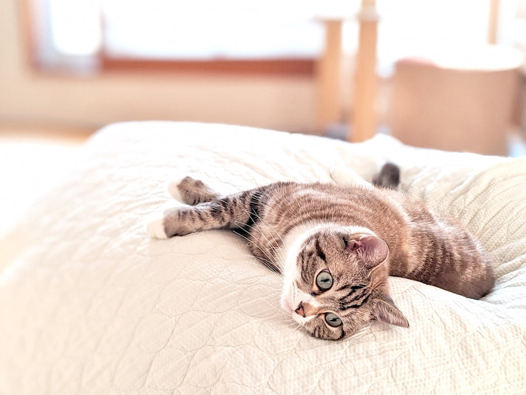 猫の通院や引越し時に便利なペットタクシーの使い方とは？【東葛ペットタクシー】