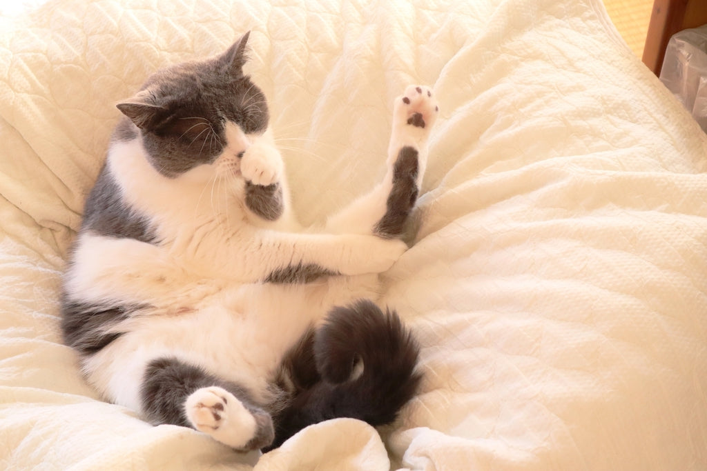 猫のノミ取り首輪は必要なのか？効果あるの？