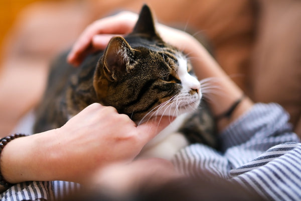 猫の食事管理！キャットフードのカロリー計算式を学ぶ