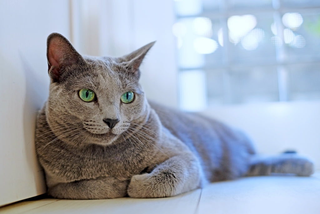 猫も夏バテするの？暑い時期に知っておきたい夏バテの原因と対処法