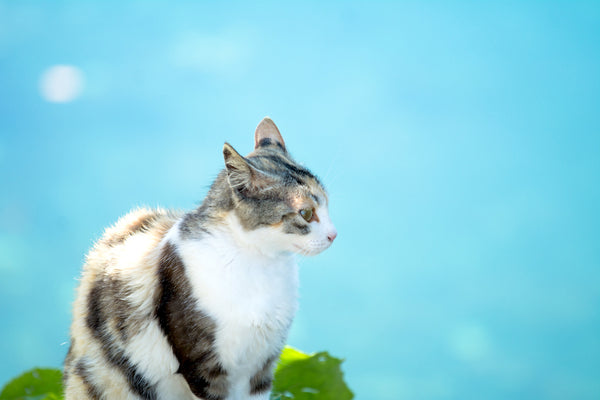 猫の熱中症の見分け方とは？予防策と応急処置を解説