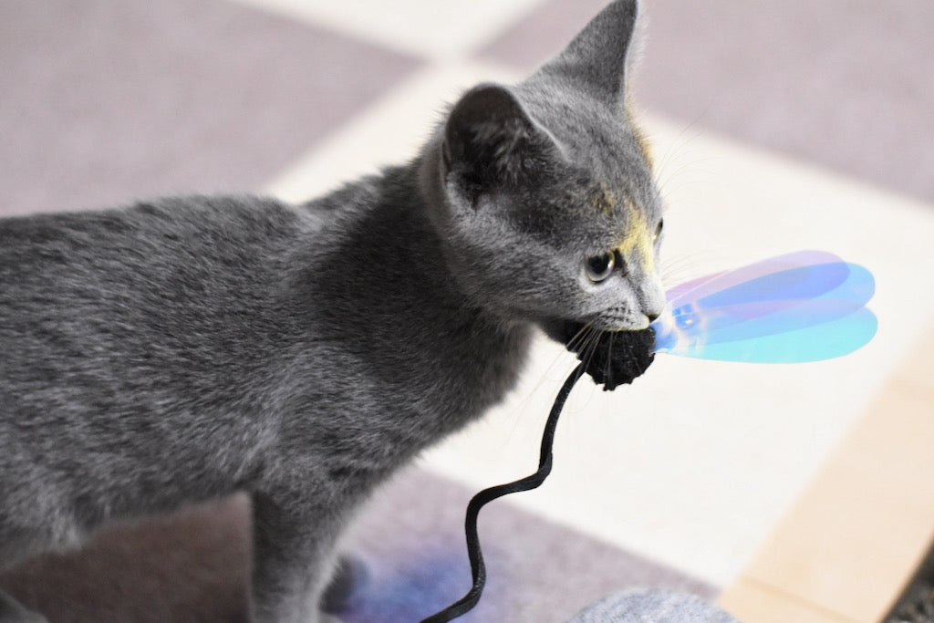 急増中！猫の誤飲・誤食の防ぎ方【家の中の危険なもの】