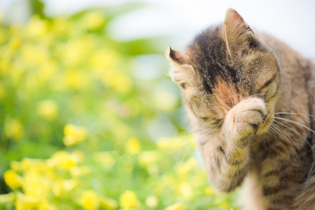 猫も花粉症になるの？症状と対策を紹介