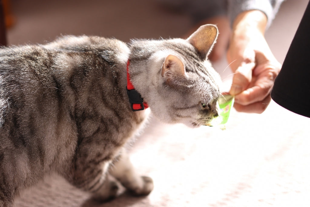 キャットフードや猫のおやつの正しい保管・保存法を知ろう！