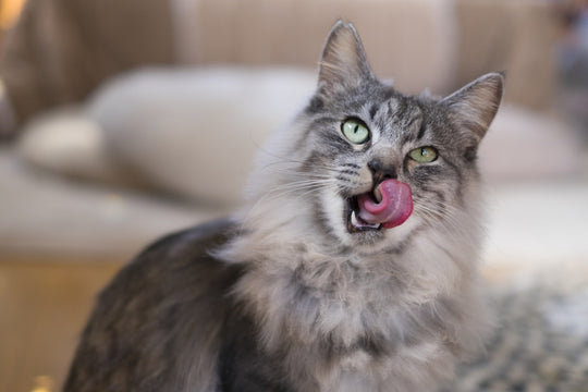 意外と知らない！猫の中毒事故の防ぎ方【家の中の危険なもの】