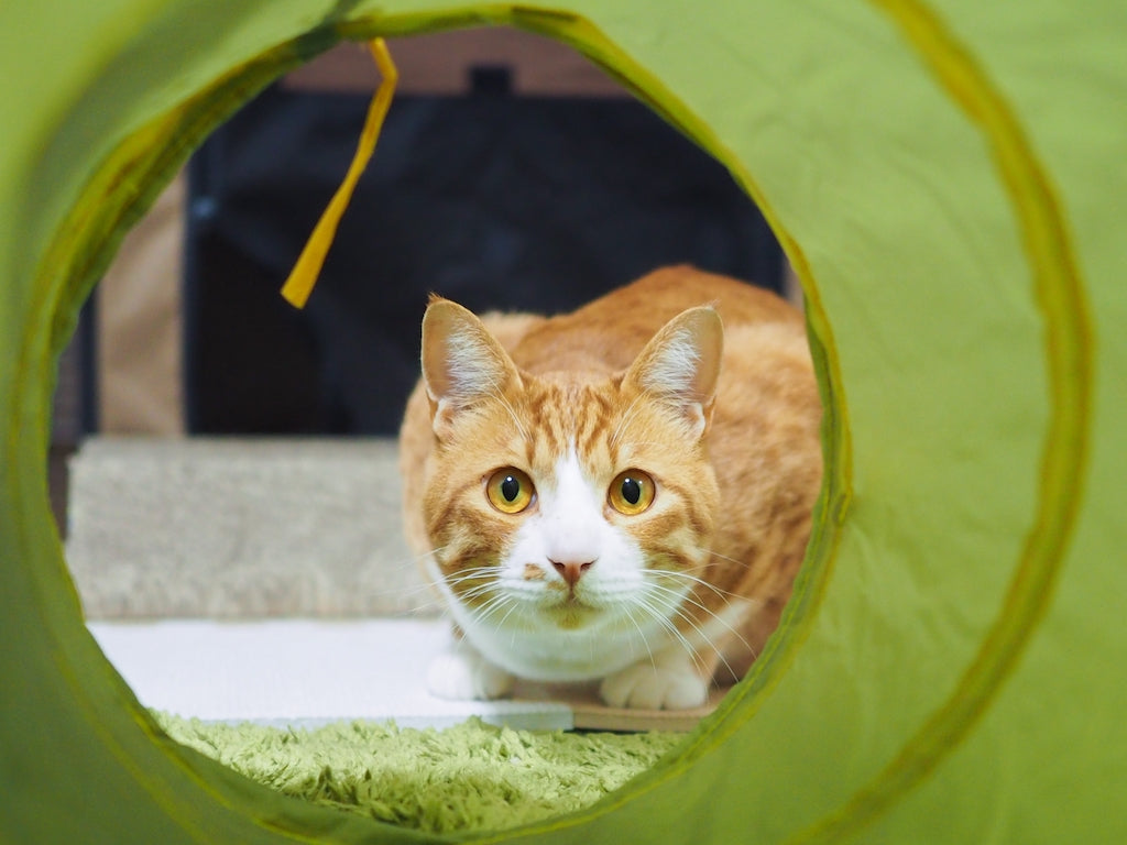 猫がハゲた！猫の毛が抜ける病気とは？