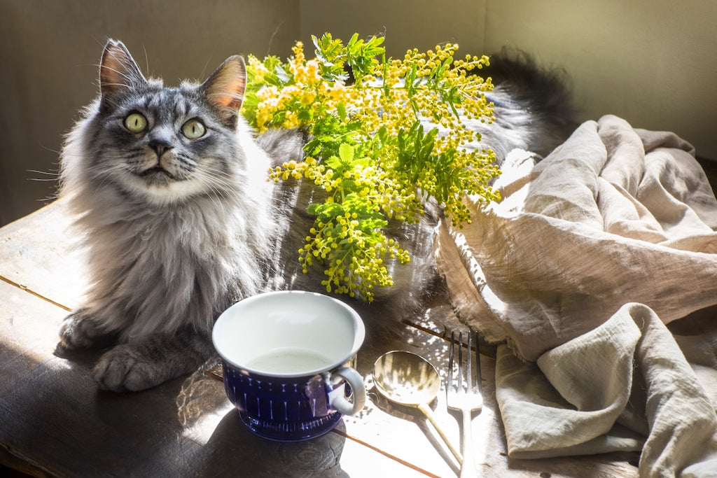 猫が牛乳を飲んだときの症状と対処法を解説