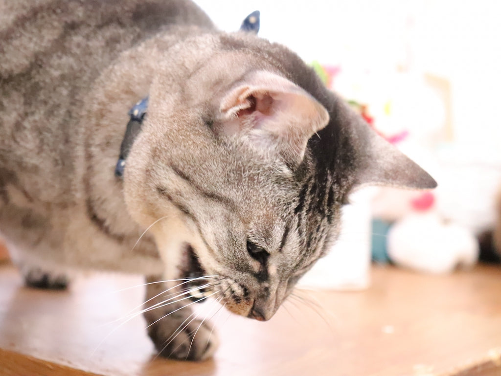 猫が吐くのはなぜ？猫が吐く理由と気を付けたい病気について解説