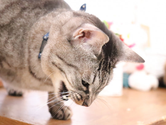 猫が吐くのはなぜ？猫が吐く理由と気を付けたい病気について解説