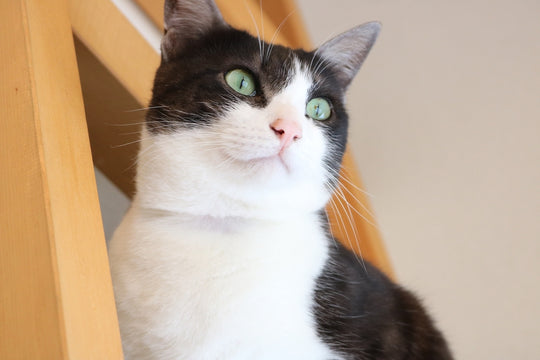 猫のためのエアコンの使い方！上手に使って適切温度と湿度をキープするには