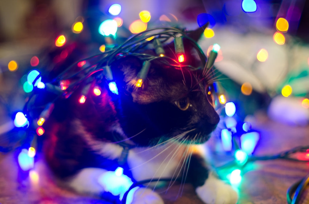 猫の電気コードによる感電事故に注意！予防法と応急処置を解説