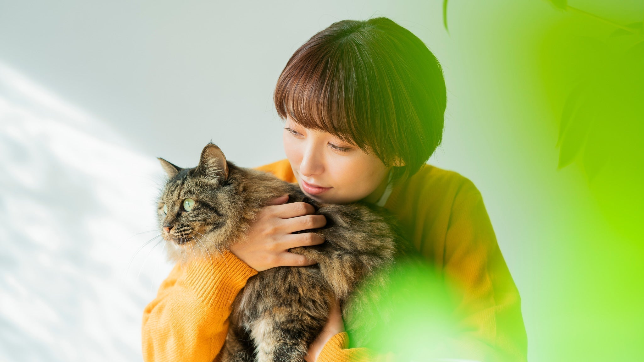 猫の首輪は必要？ 初めての飼い主さんが知っておきたいメリットと注意点