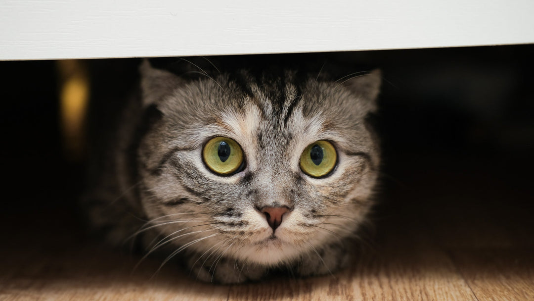 猫が地震を怖がってパニックに！今すぐできる対処法と日頃の備え